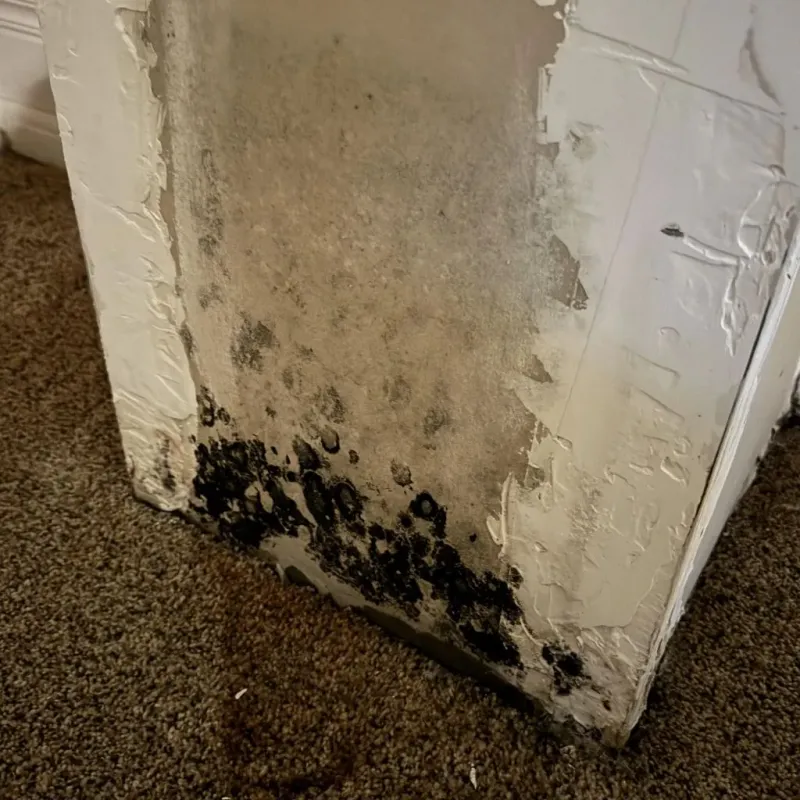 Professional Mold Removal in North Manchester, IN